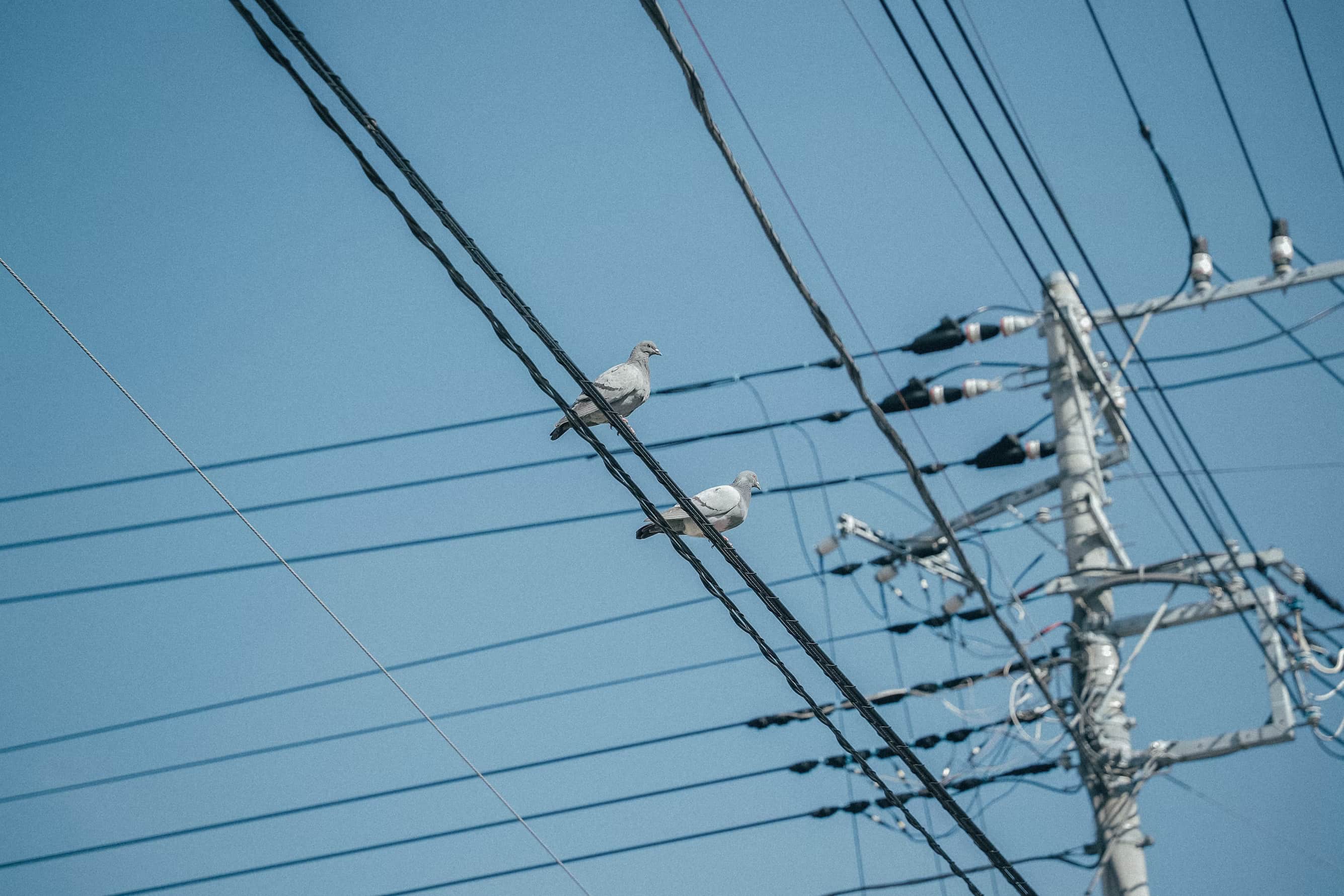 Criss-crossing power lines on which sit several pigeons against a blue sky.